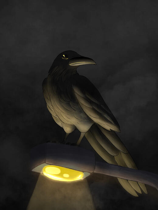 Raven on Lightpost